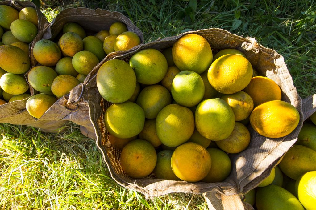 Preços de pera e tahiti estão opostos na semana