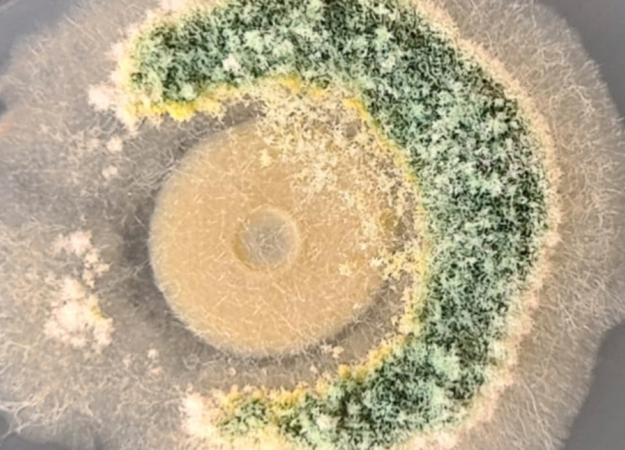 Compatibilidade de agentes biológicos: <i>Bacillus amyloliquefaciens</i>, <i>Trichoderma harzianum</i> e <i>Trichoderma asperellum</i>; produtos com esse tipo de formulação, tendem a ser mais eficientes pois ampliam seus mecanismos de ação - Foto: Sérgio Miguel Mazaro