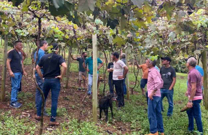 Epagri promove curso para aperfeiçoar a produção de uva no Oeste Catarinense