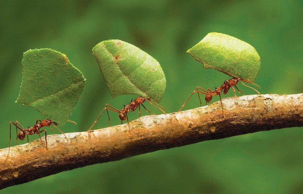 Tecnologia ControlFor contribui no manejo de formigas cortadeiras