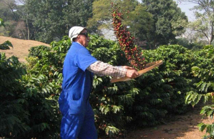 Colheita de café na capital paulista marca início da safra