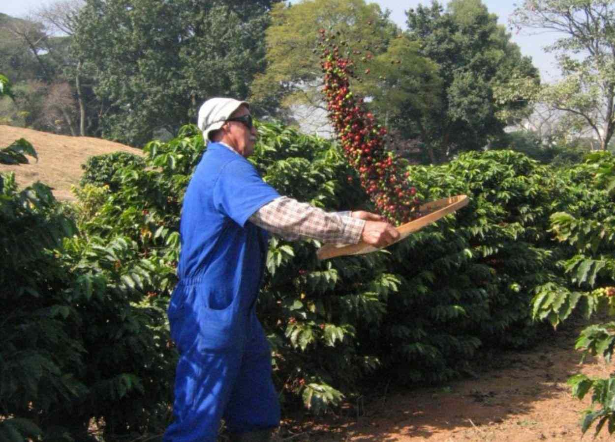 Colheita de café na capital paulista marca início da safra