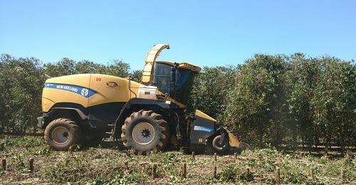 ​Processo de poda de café atrai produtores em Minas Gerais