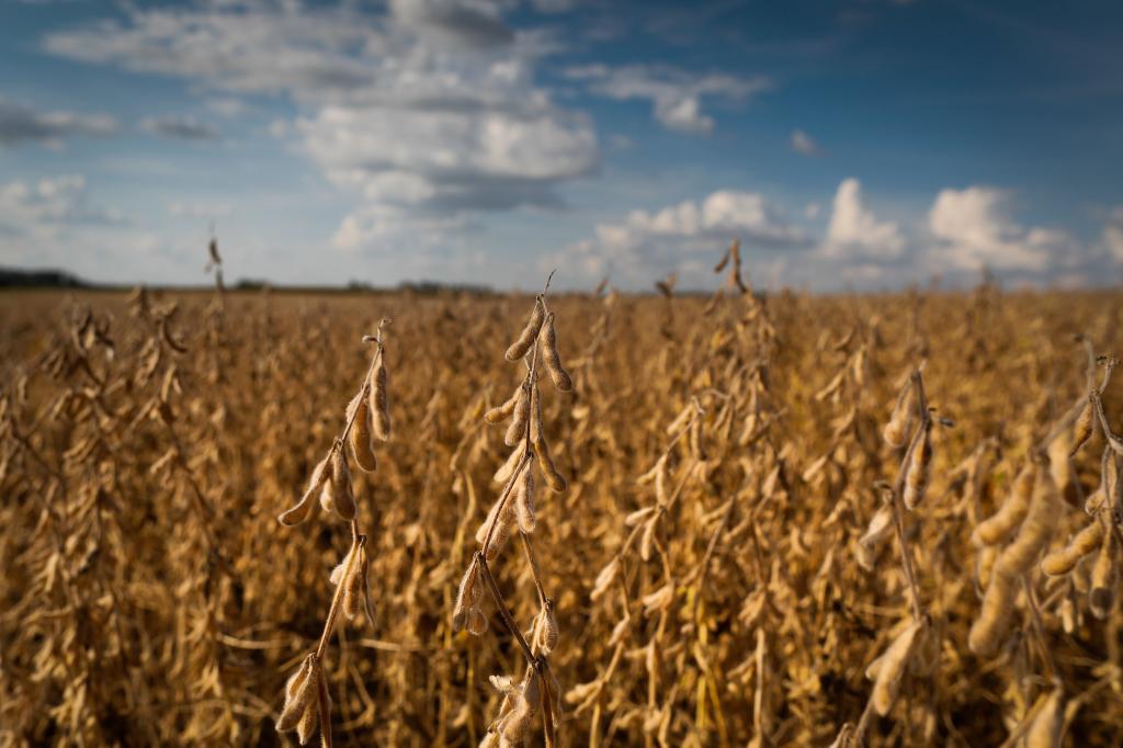 Programa da Ourofino Agrociência orienta sobre resistência em soja, algodão e milho
