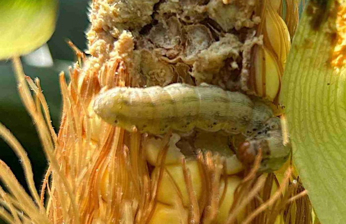 Danos por lepidópteros atingem 80% das lavouras de milho Bt na Argentina