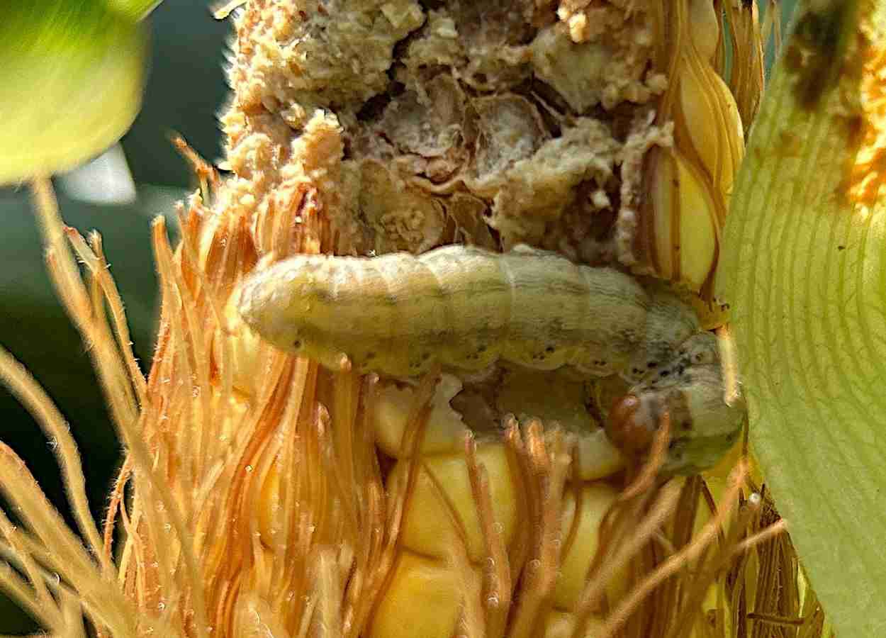 Danos por lepidópteros atingem 80% das lavouras de milho Bt na Argentina