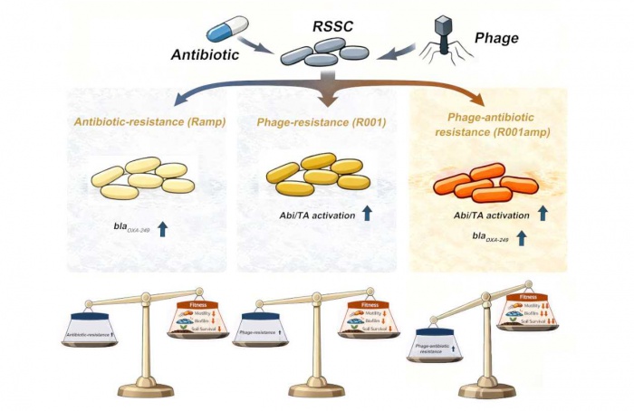 Bactéria da murcha-bacteriana reduz virulência ao evoluir resistência