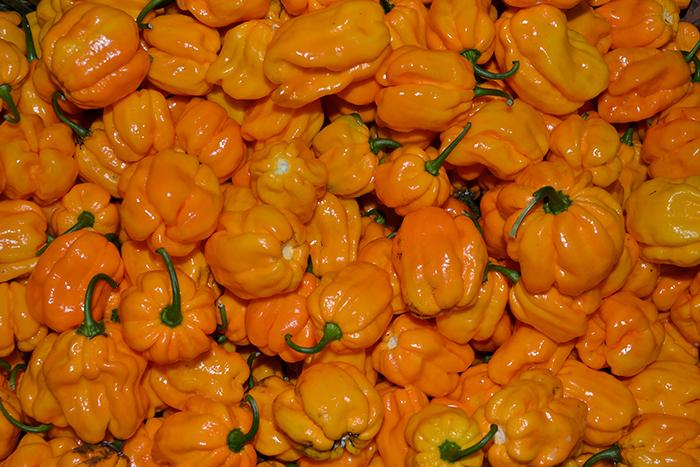 Pesquisa desenvolve cultivar nacional amarela de pimenta habanero