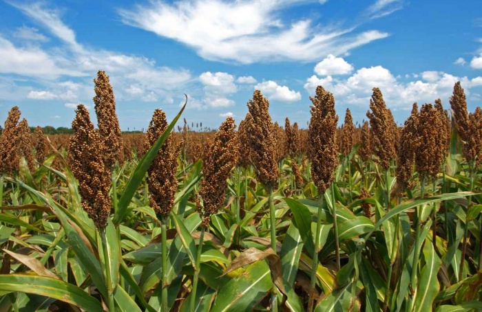 Sorgo ganha espaço e avança como alternativa ao milho