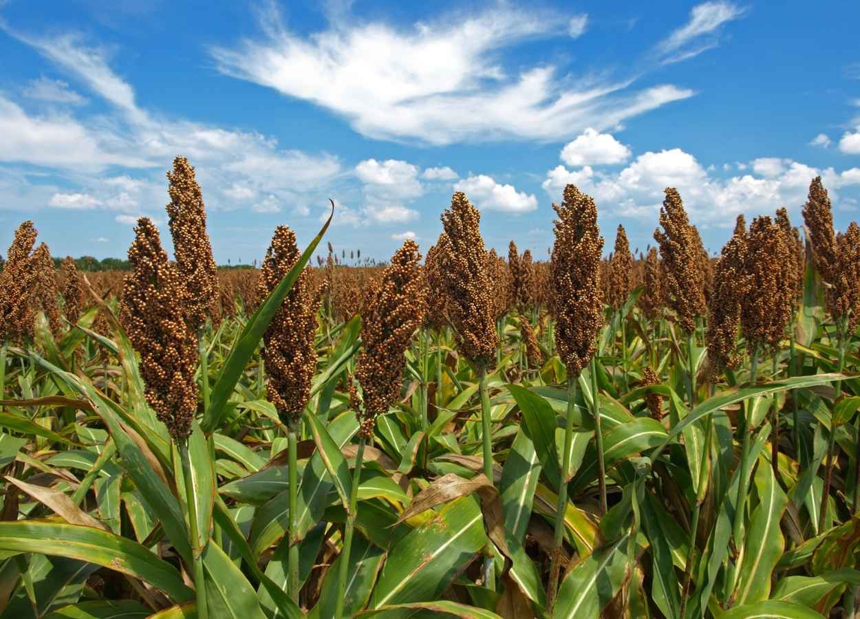 Sorgo ganha espaço e avança como alternativa ao milho