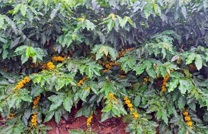 Dia de Campo apresenta novas cultivares de café para o Triângulo Mineiro e Alto Paranaíba