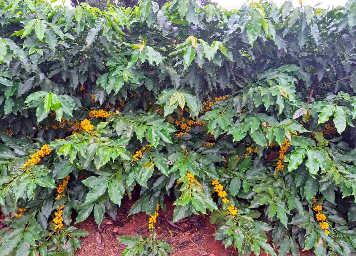 Dia de Campo apresenta novas cultivares de café para o Triângulo Mineiro e Alto Paranaíba