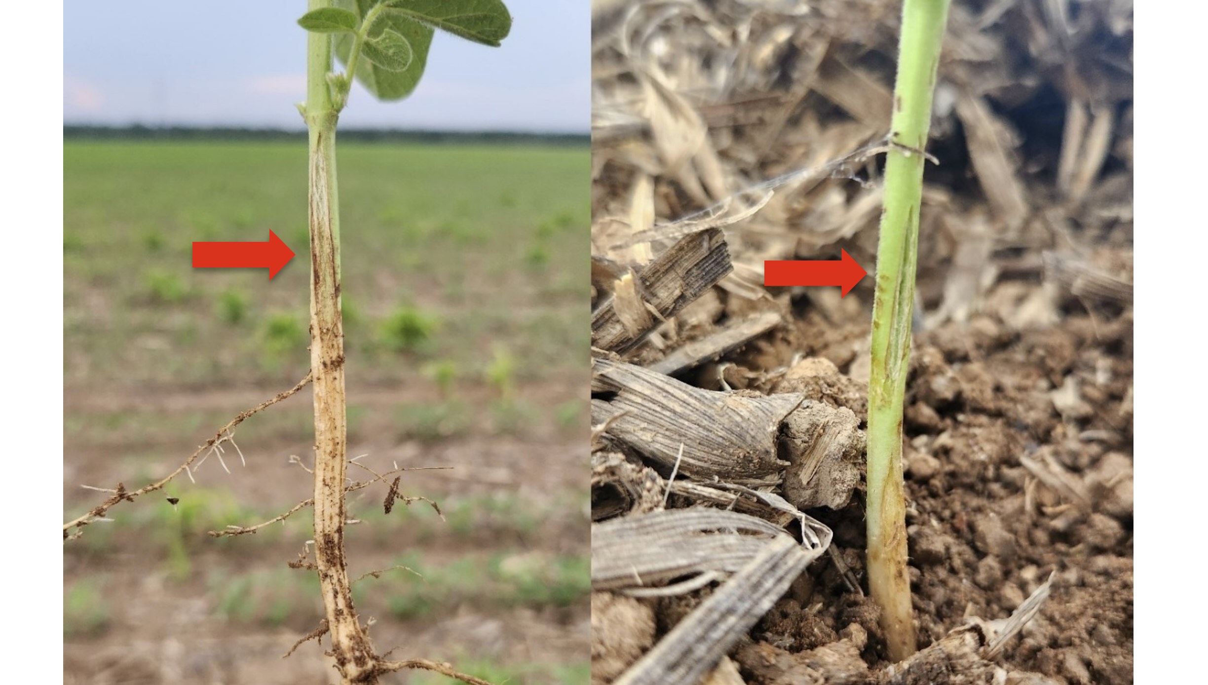 <b>Figura 4 -</b> Sintomas de lesões hipocotiledonares e fendilhamento da haste em plantas de soja jovens (Fonte: BONALDO, 2023).