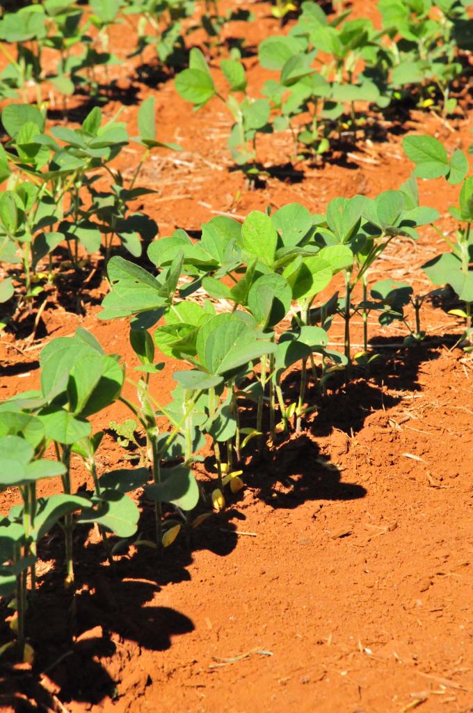 Chuvas Regulares Favorecem O Plantio Da Soja Em Goiás Revista Cultivar