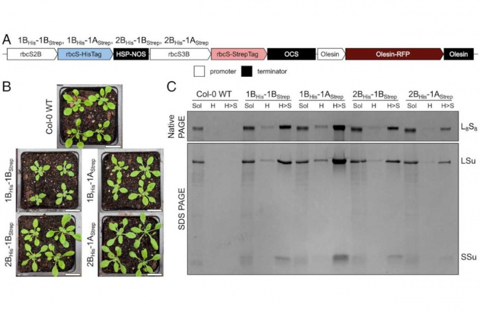 Subunidades da Rubisco regulam adaptação térmica em plantas