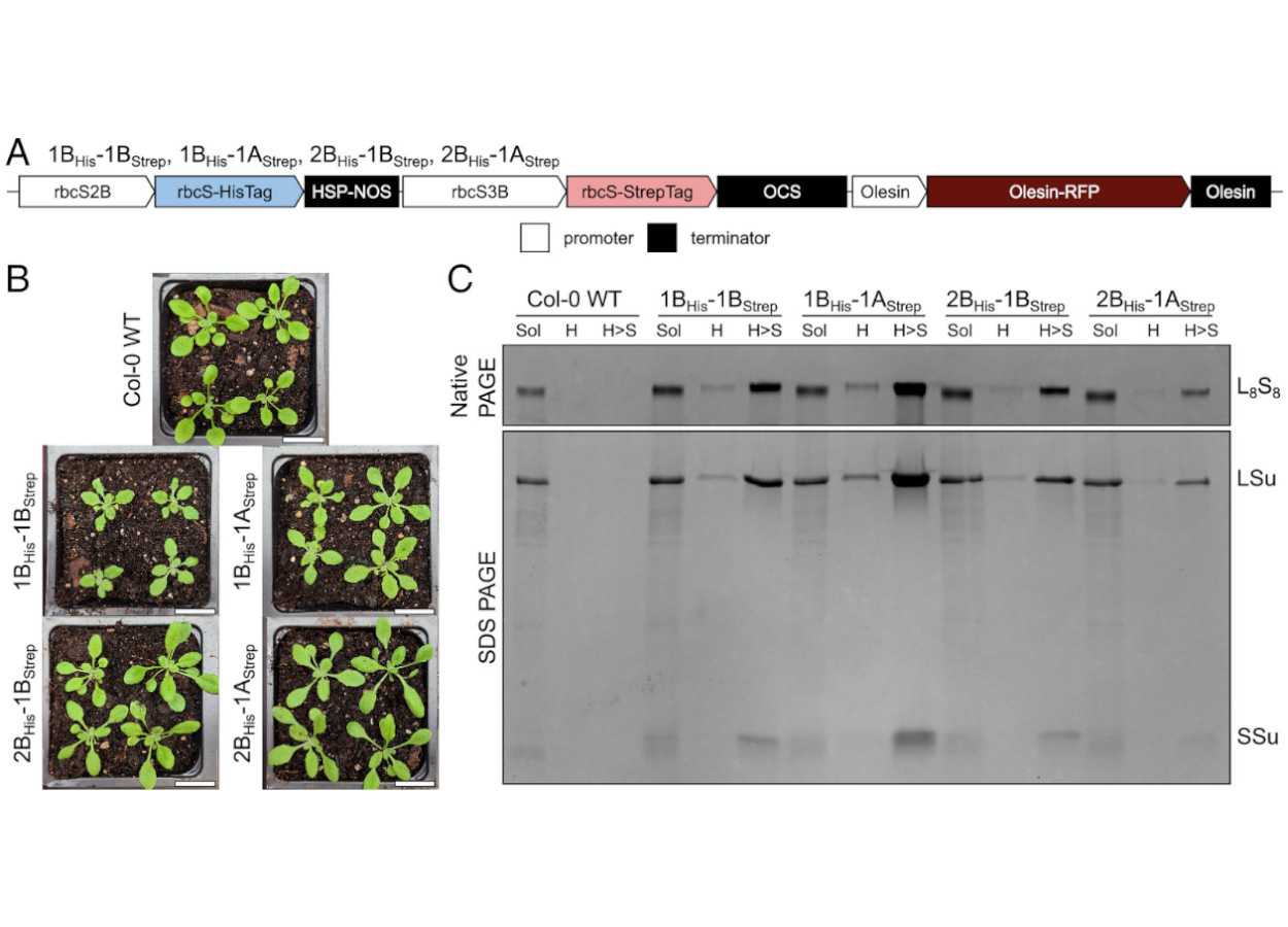 Les sous-unités de la Rubisco régulent l'adaptation thermique chez les plantes.