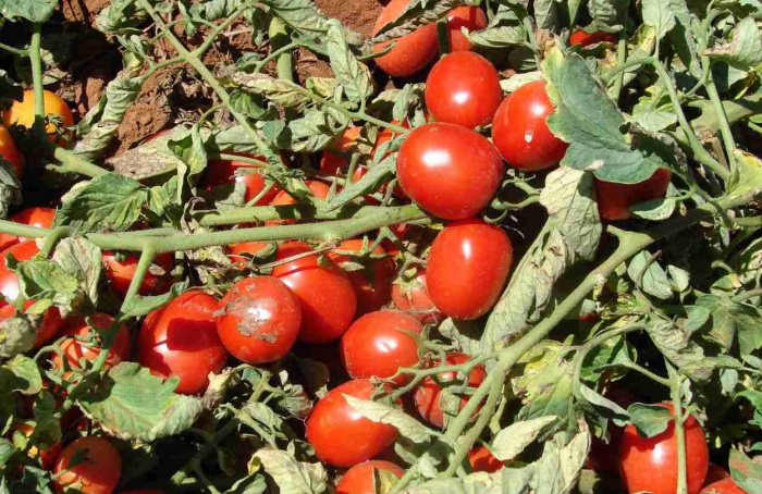 Tomate para processamento industrial passa a contar com o Zarc