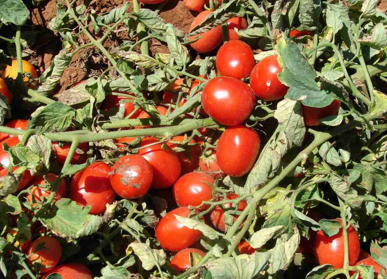 Tomate para processamento industrial passa a contar com o Zarc