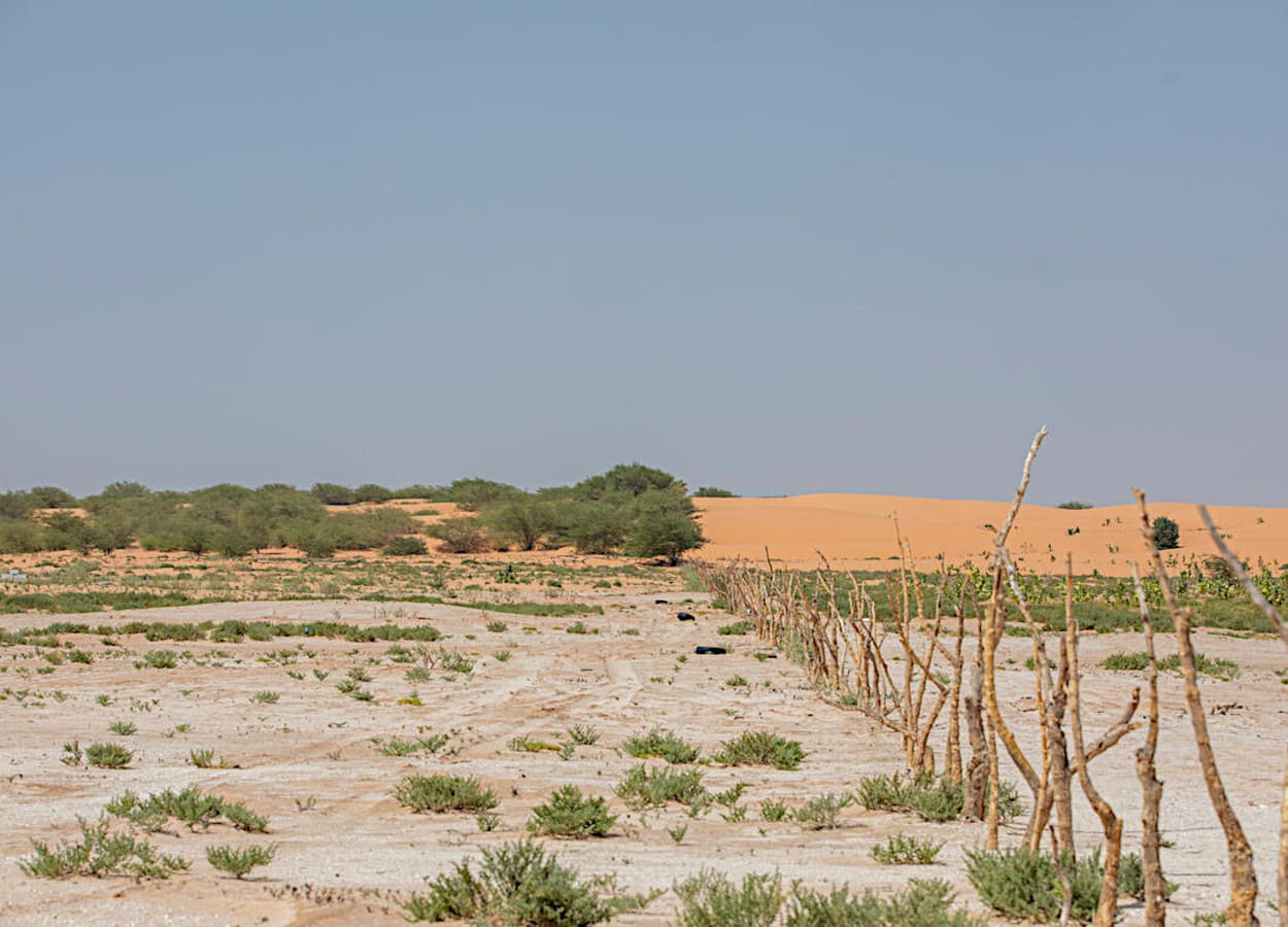 FAO alerta sobre degradação agrícola nos países árabes