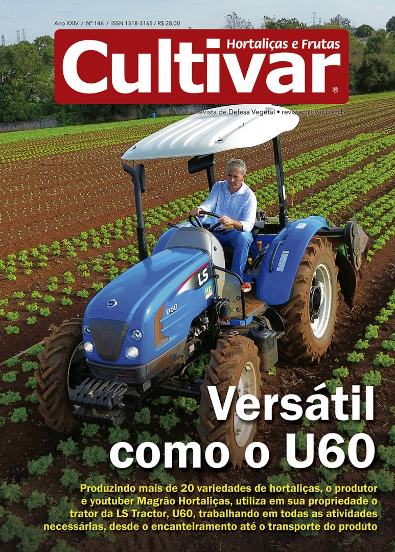 Cultivar HF 146