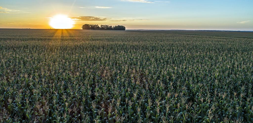 Morgan lança híbrido de milho no Agro Rosário 2019
