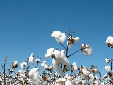 Exportações de algodão e soja contribuíram para maior saldo da balança comercial em janeiro, nos últimos 5 anos