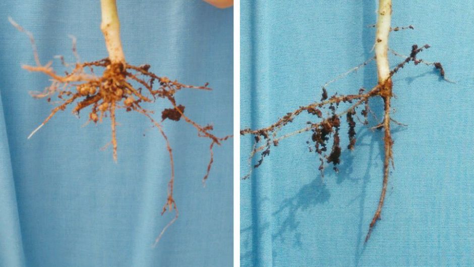 Detalhe raízes do feijoeiro com e sem rizóbio; foto: Márcia Thaís