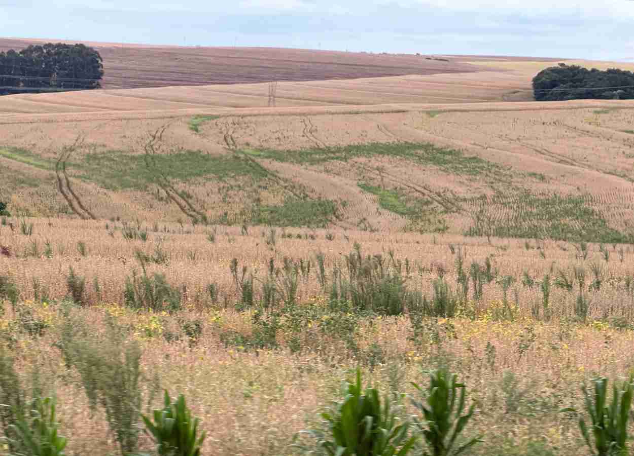 Mecanismo de resistência pode orientar escolha de herbicidas