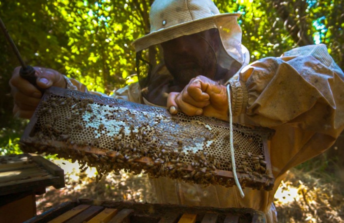 Usinas constroem projetos para perfeita convivência de abelhas com as lavouras de cana