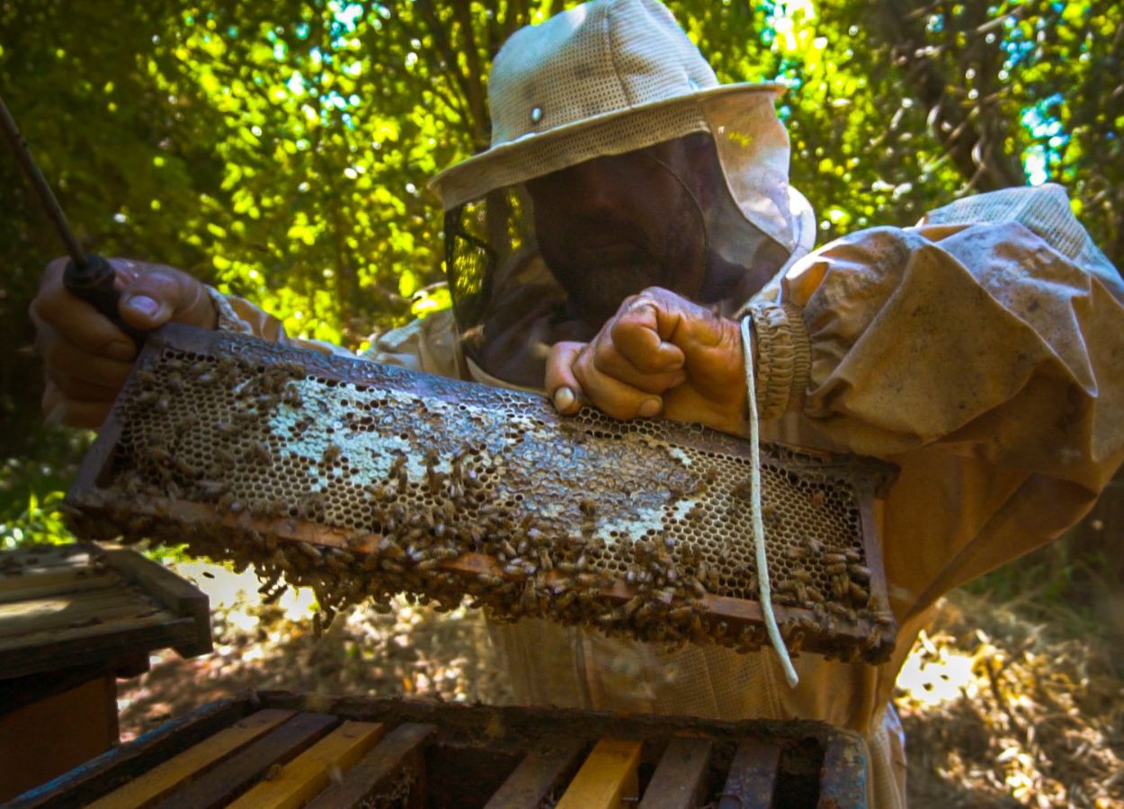 Usinas constroem projetos para perfeita convivência de abelhas com as lavouras de cana