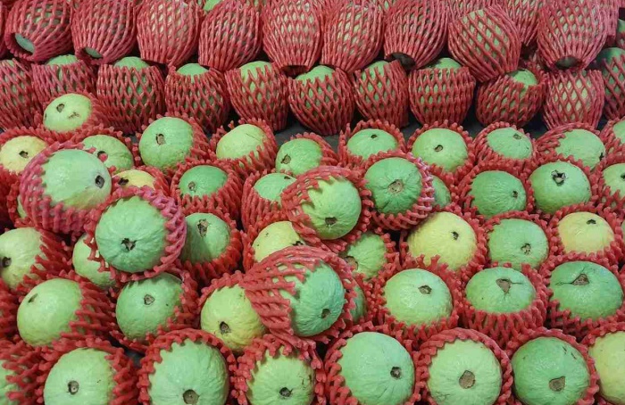 Tecnologia com luz ultravioleta controla antracnose na goiaba