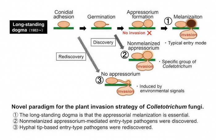 Fungos rompem dependência da melanina para invadir plantas