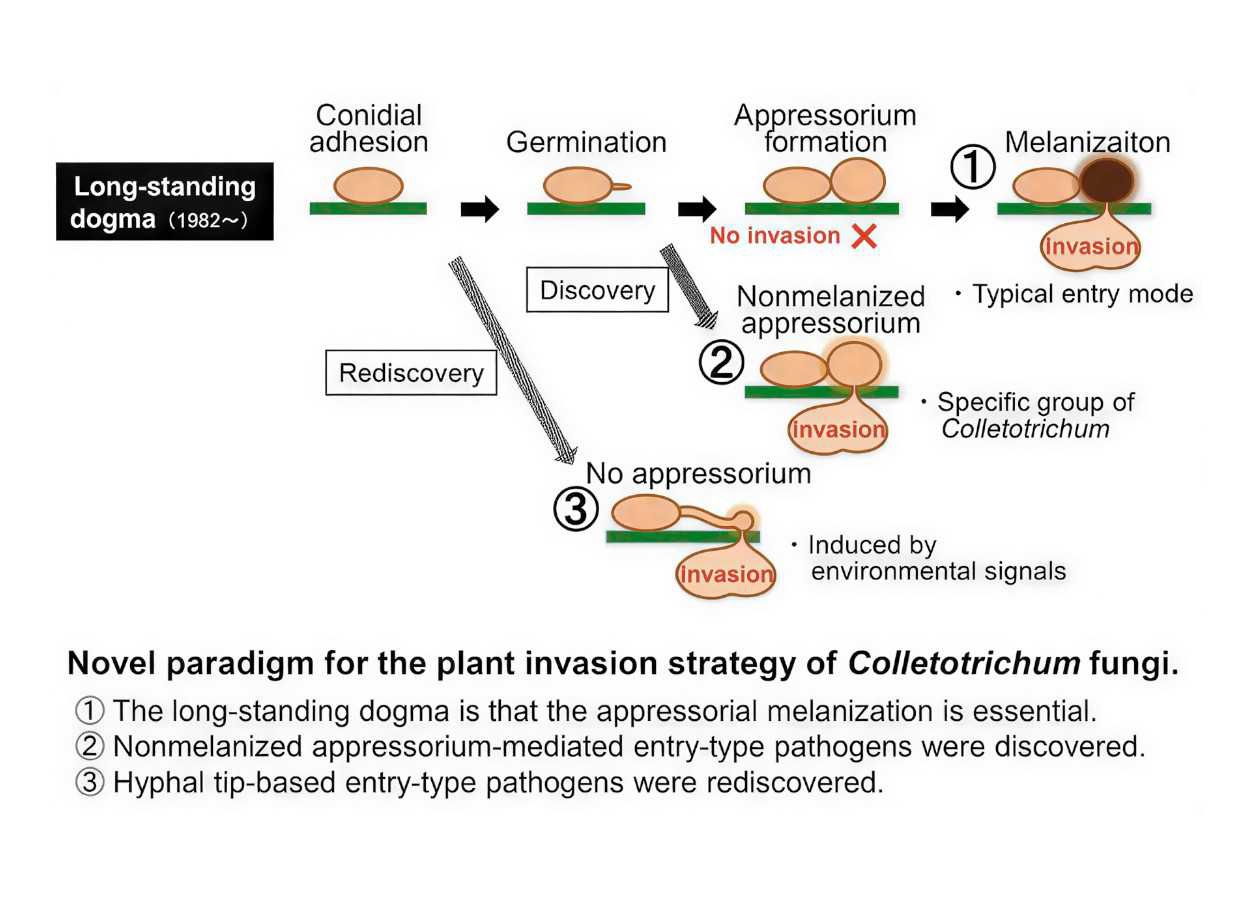 Fungos rompem dependência da melanina para invadir plantas