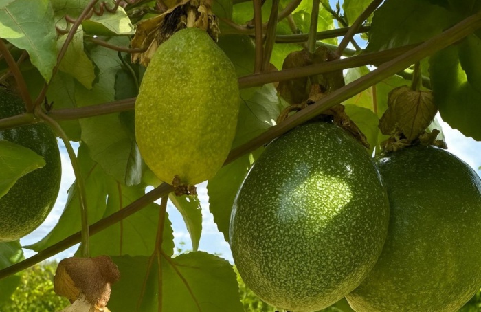 Mancha-oleosa é desafio crescente na cultura do maracujá