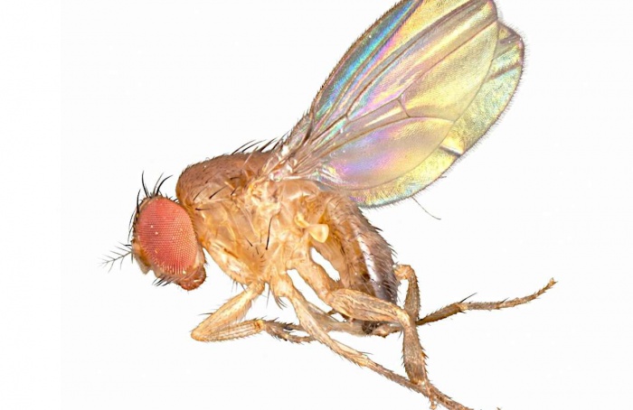 Calor e inseticida afetam fertilidade de inseto