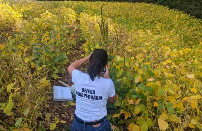 Ações contra caruru-gigante vistoriam 182 propriedades no RS