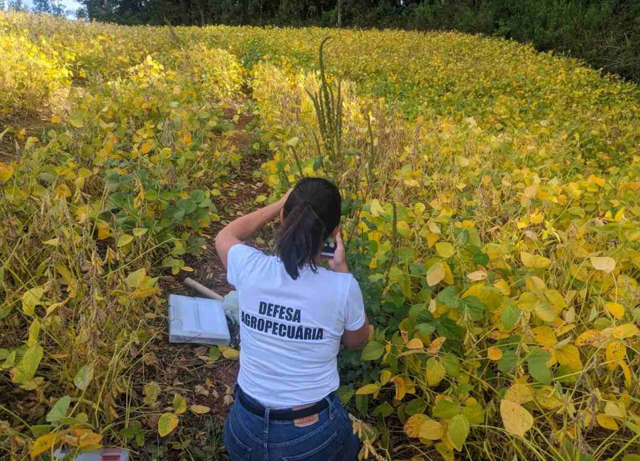 Ações contra caruru-gigante vistoriam 182 propriedades no RS