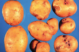 Tubérculos de batata (Solanum tuberosum L.) apresentando malformação e rachaduras devido ao ataque da Rhizoctonia solani