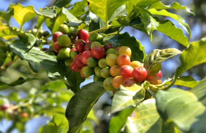 Verão no Sudeste pode impactar produção de café