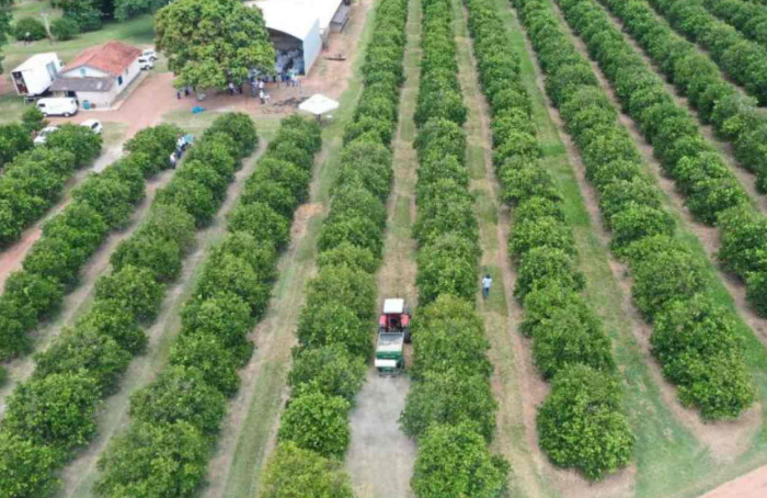 Calagem de Outono: Dia de Campo apresentará a técnica como prática de manejo do solo