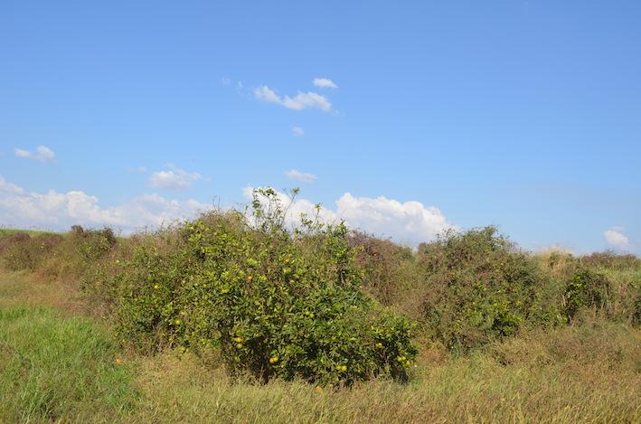 Parque citrícola tem 2% de área com pomares abandonados