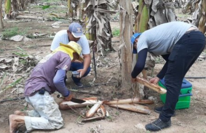 Fungo pode ser usado para controlar pragas em bananeiras