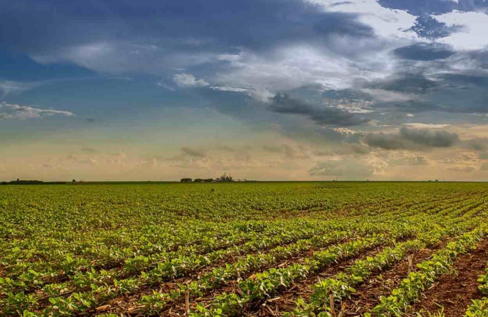 Goiás encerra em 2 de janeiro o plantio da soja 2025/26