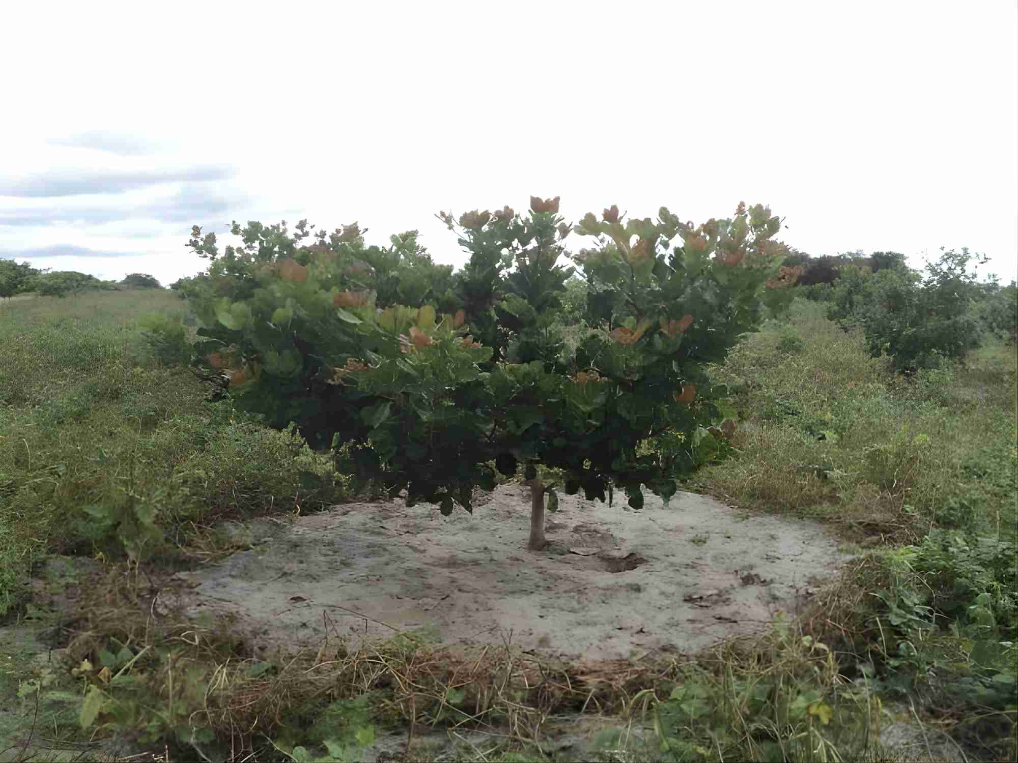 Cajueiro anão adubado - Foto: Luiz Augusto Serrano