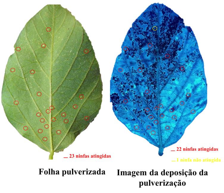 Figura 5:  Avaliação da cobertura de pulverização (tecnologia Kimberlit/Bionat-Check life) sobre folhas de soja contendo ninfas de mosca branca (Bemisia tabaci); Demarcação das ninfas de mosca branca presentes na folha de soja tratada (esquerda); círculos vermelhos na região de coloração azul fluorescente indicam as ninfas de mosca-branca atingidas pela calda de pulverização (direita); Regiões escuras representam locais não atingidos pela calda (direita).