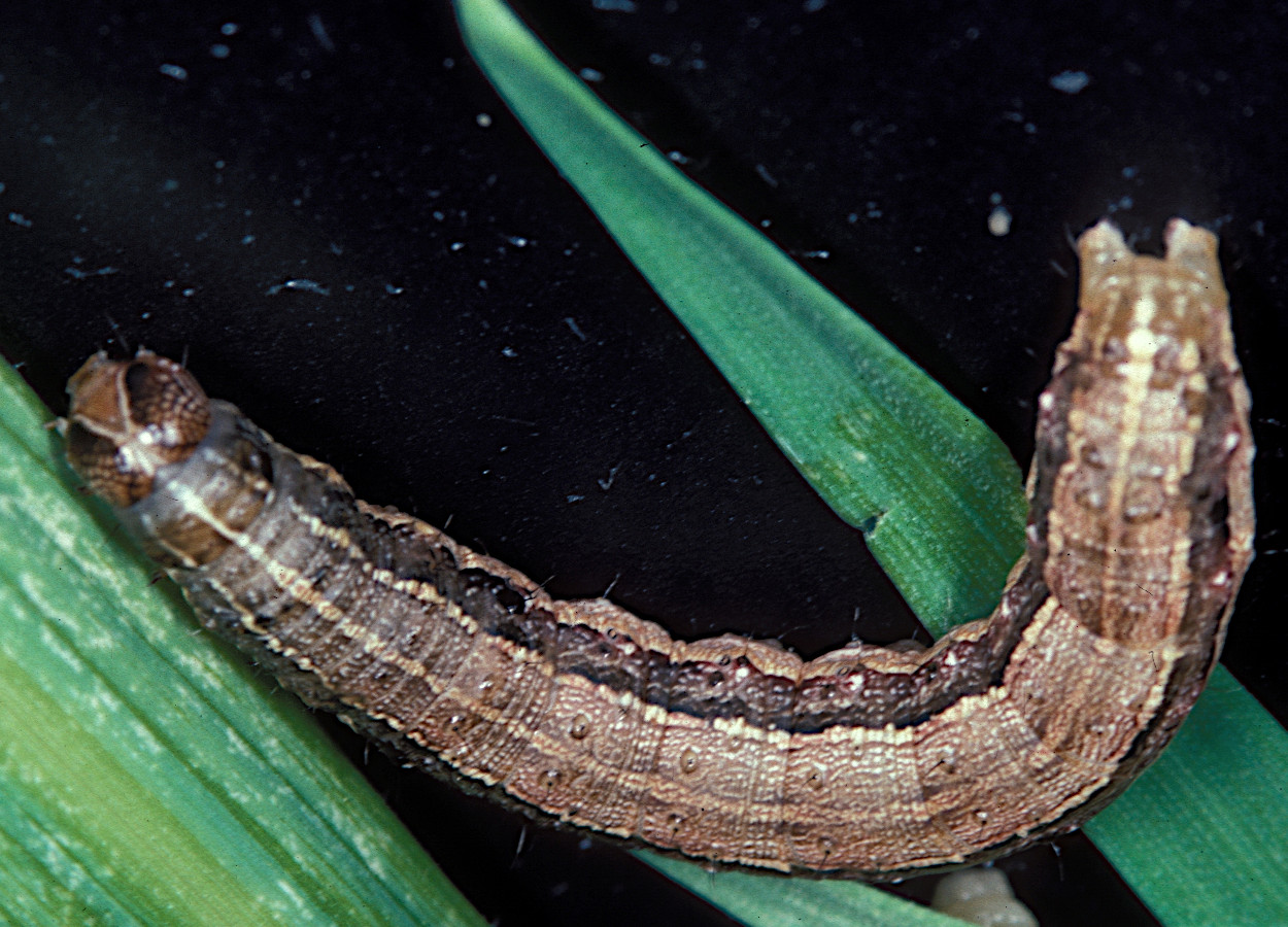 <i>Spodoptera frugiperda</i> - Foto: Frank Peairs, Colorado State University, Bugwood.org