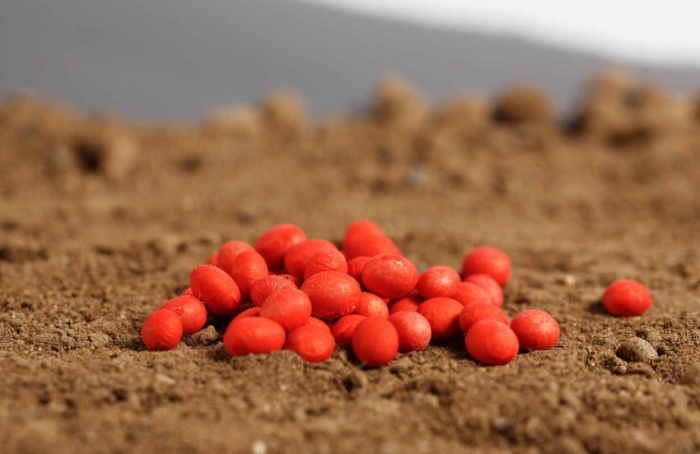 Semeadura tardia garante vigor de sementes de soja em ambiente subtropical