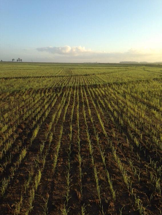 Produtores investem em tecnologias para diminuir custos no arroz