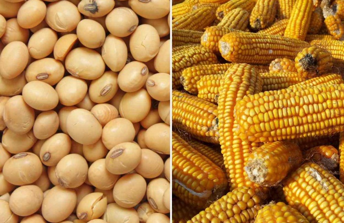 USDA atualiza balanços de O&D de milho e soja dos Estados Unidos