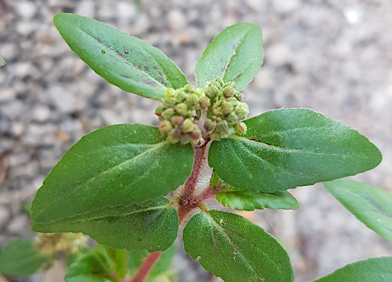 <i>Euphorbia hirta</i> - Foto: Davi Rosa Moreira de Freitas